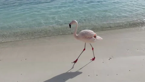 Flamingo walking on a beach 4K Stock Footage 201498841