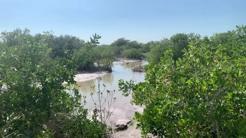 Flamingo walking inside mangrove in mexico 스톡 동영상 149804848