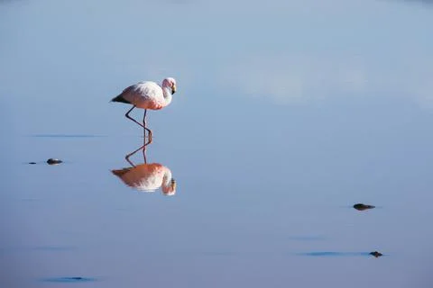 Flamingo walking in lake with reflection Stock Photos