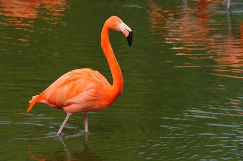 Flamingo walking Stock Photos