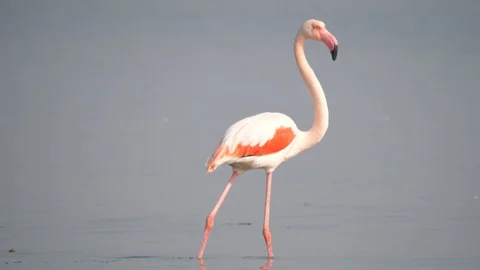 Flamingo walking on the river 스톡 동영상 128845520