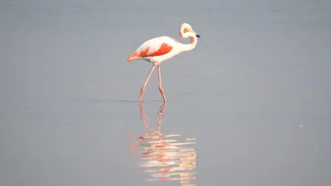 Flamingo walking on the river Video stock 128846050