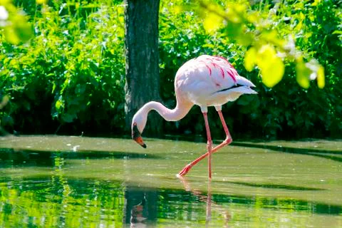 Flamingo walking in the river Stock Photos