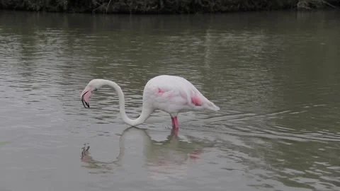 A flamingo walking through shallow water searching for food on the bottom Stock Footage 166305126