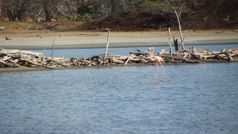 Flamingo walking through water exits frame Stock Footage 88922015