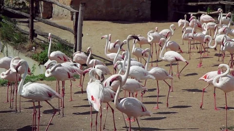 Flamingo walking through the zoo Stock Footage 83050921