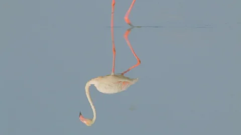 Flamingo walking in the water 스톡 동영상 106130985