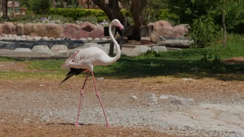 Flamingo walking in zoo enclosure with ducks near shallow water pond Stock Footage 345701109