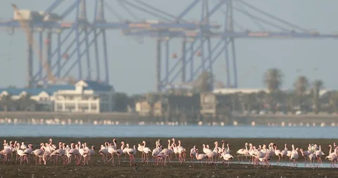 Flamingo in Walvis Bay, Namibia. Bird colony in the town. Stock Footage 101732602