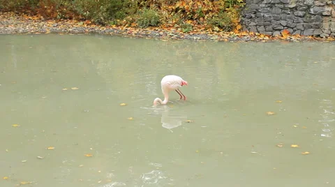 Flamingo Washed In Pond Stock Footage 48706090