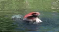 Flamingo is washing itself HD Footage
