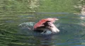 Flamingo is washing itself in slow motion HD Footage