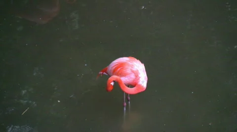 Flamingo in the water Stock Footage 451722