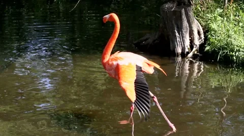 Flamingo by the water Stock Footage 7764839