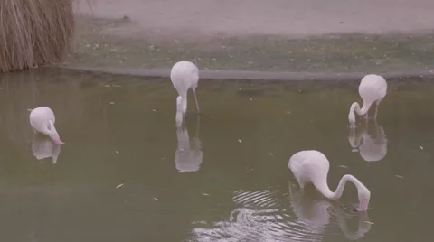 Flamingo in the water Stock Footage 53010509