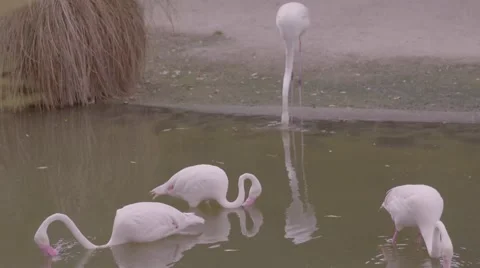 Flamingo in the water Stock Footage 53010514