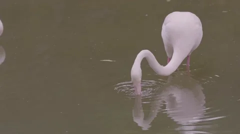 Flamingo in the water Stock Footage 53010518