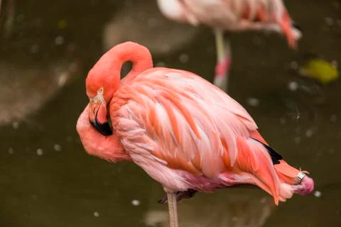 Flamingo in the water Stock Photos