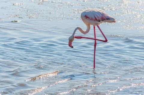 Flamingo in water Stock Photos