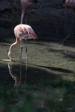 Flamingo in the water Stock Photos