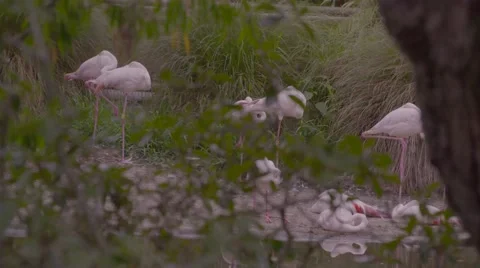 Flamingo in water pull focus through leaves Stock Footage 53010533