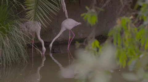 Flamingo with water reflection in 4K Stock Footage 53010535