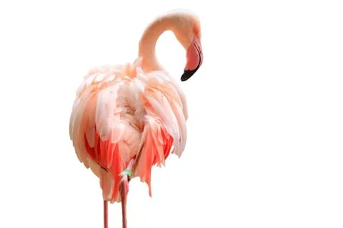 Flamingo on the white background Stock Photos