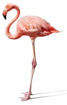 Flamingo on white Foto stock