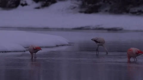 Flamingo in the winter river with snow, Rio Soreno, Chile. Chilean flamingo, Pho Stock Footage 201864187