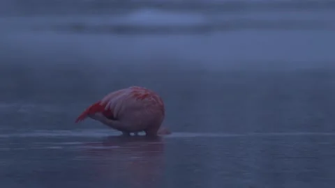 Flamingo in the winter river with snow, Rio Soreno, Chile. Chilean flamingo, Pho Stock Footage 201864502