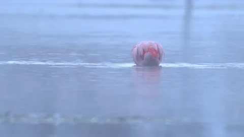 Flamingo in the winter river with snow, Rio Soreno, Chile. Chilean flamingo, Pho Vídeos de archivo 201864973