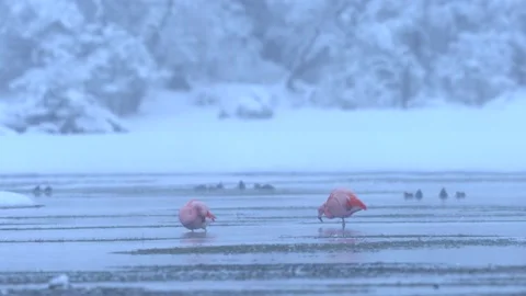 Flamingo in the winter river with snow, Rio Soreno, Chile. Chilean flamingo, Pho 库存影片 201865017
