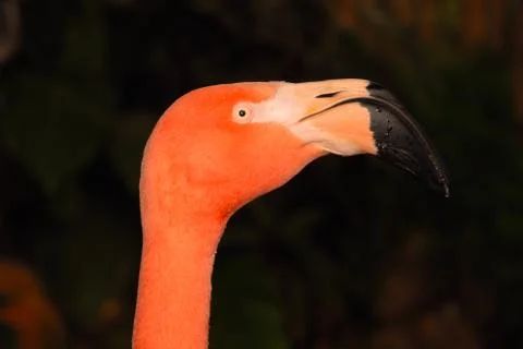 Flamingo Y2 Foto stock