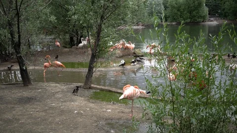 Flamingo at the zoo in 4k view Stock Footage 90821054