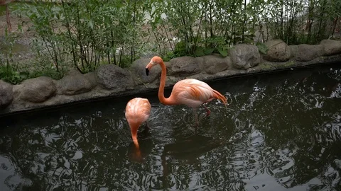 Flamingo at the zoo in 4k view Stock Footage 90821275