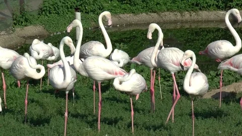 Flamingo in a zoo Stock Footage 76596480