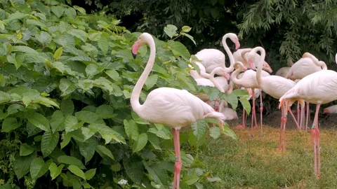 Flamingo in the zoo Stock Footage 97598932