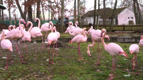 Flamingo in the zoo on the grass Stock Footage 258963255