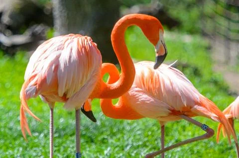 Flamingo in the zoo Stock Photos