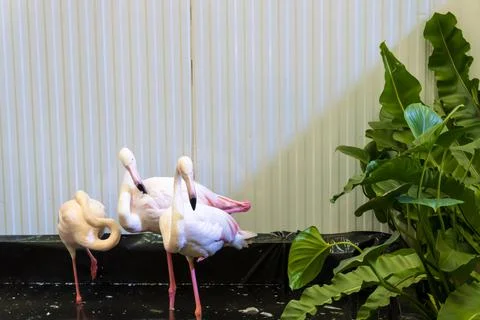Flamingo in the zoo Stock Photos