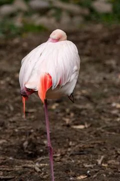 Flamingo in the zoo Stock Photos