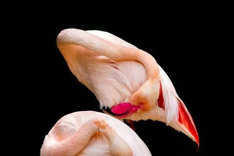 Flamingo in the zoo Stock Photos