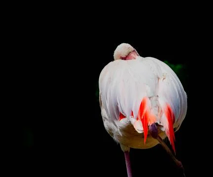 Flamingo in the zoo Stockfoto's
