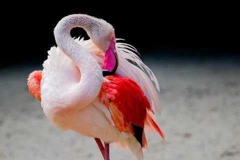 Flamingo in the zoo Stock Photos