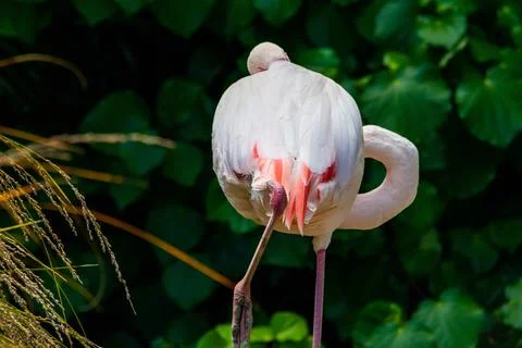 Flamingo in the zoo Stockfoto's