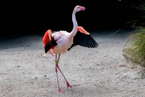 Flamingo in the zoo Stockfoto's