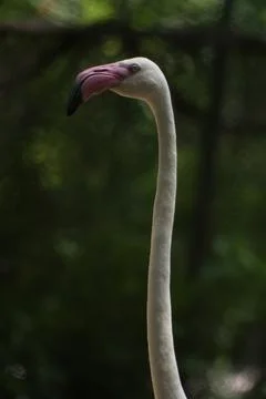 Flamingo in the zoo. Stock Photos