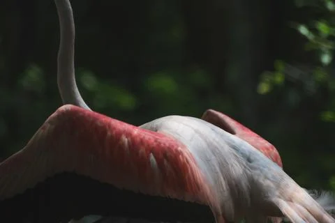 Flamingo in the zoo. Stock Photos