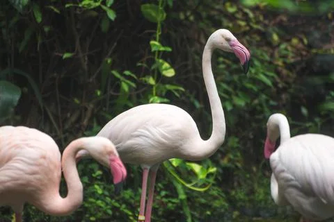 Flamingo in the zoo. Stock Photos