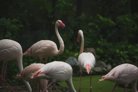 Flamingo in the zoo. Stock Photos